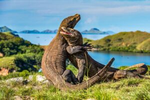 Beberapa Hal Mengenai Keindahan Taman Nasional Komodo